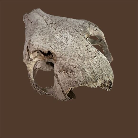 Authentic Animal Skull Collectible - Natural Bone - Wildlife Enthusiast Decor - Picture 4 of 5